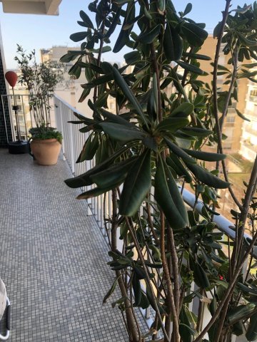 Vente appartement Paris 75015